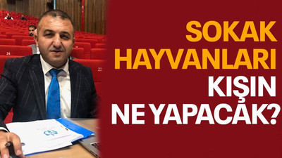 Sokak hayvanları kışın ne yapacak?